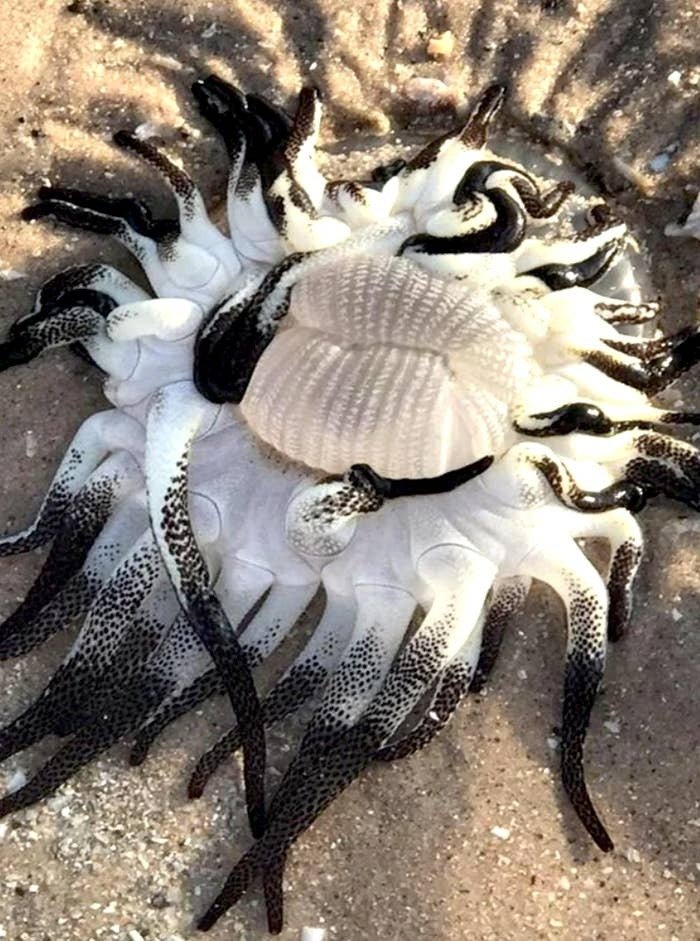 17 Pictures Of Nature That Completely Blow My Mind About How Absolutely Terrifying, Unreal, And Totally Incredible It Can Be